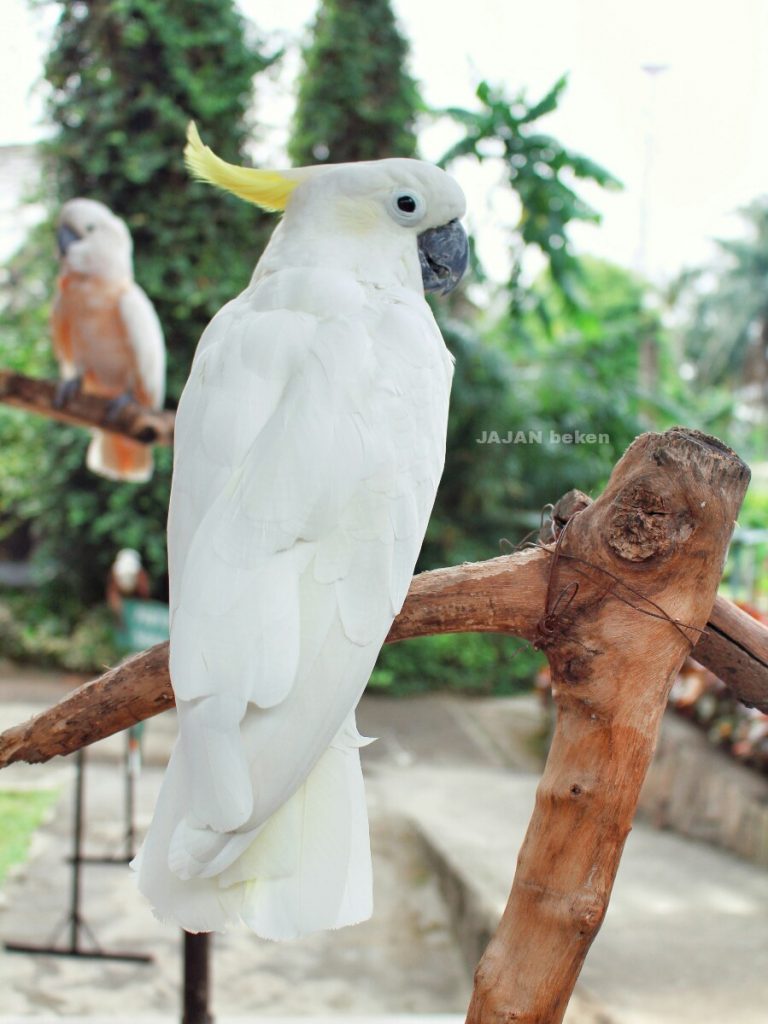 jajanbeken jakarta tour guide