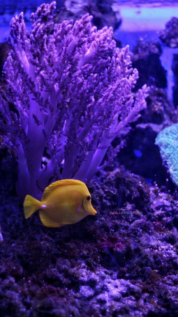 jajanbeken aquarium jakarta