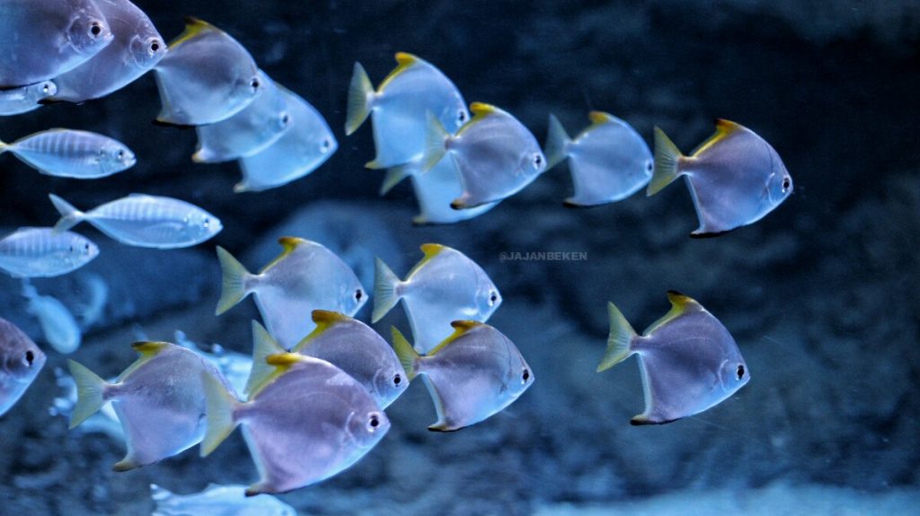 jajanbeken indonesia underwater live