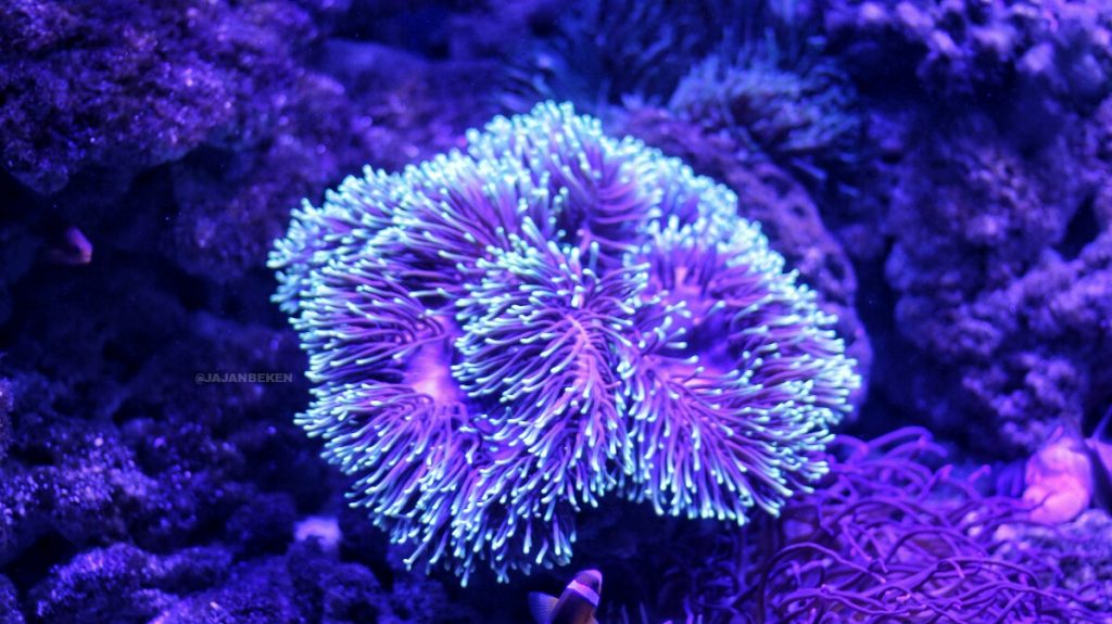 jajanbeken jakarta aquarium location