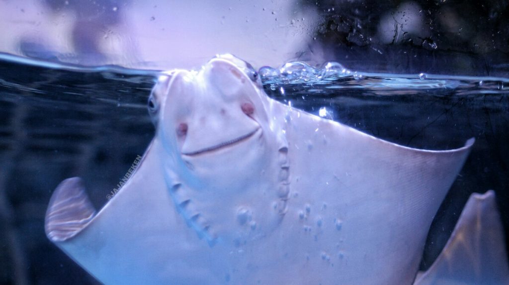 jajanbeken jakarta aquarium price