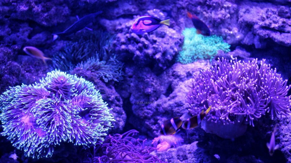 jajanbeken jakarta underwater
