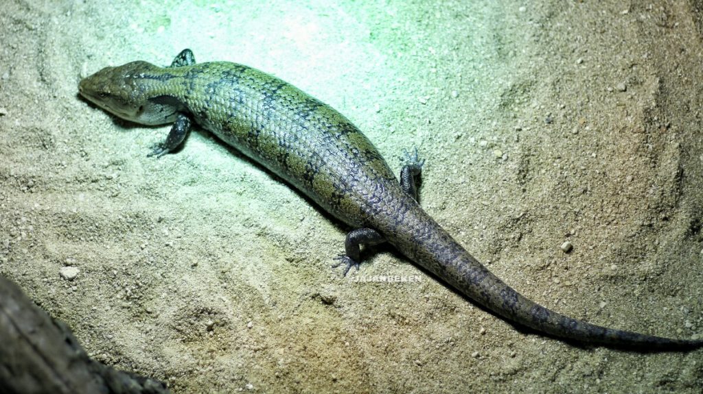 jajanbeken sea walker jakarta