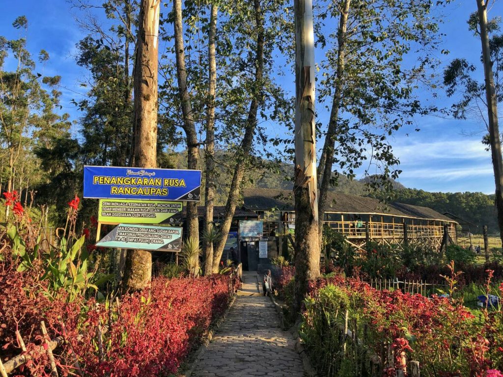 penangkaran rusa ranca upas